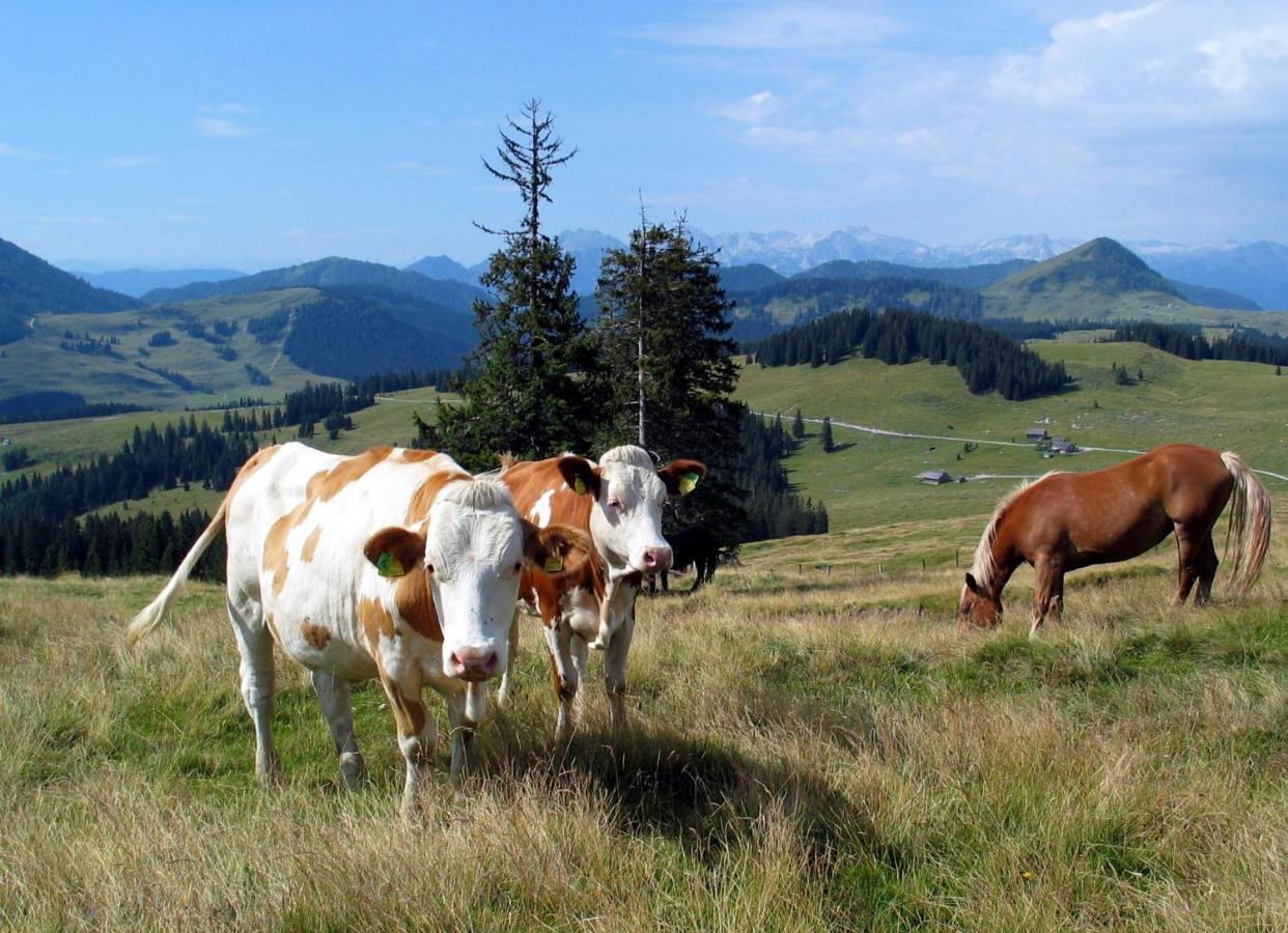 Apartmenthaus Waldhorn Appartement